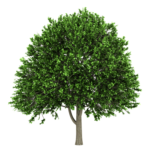 american elm tree isolated on white background