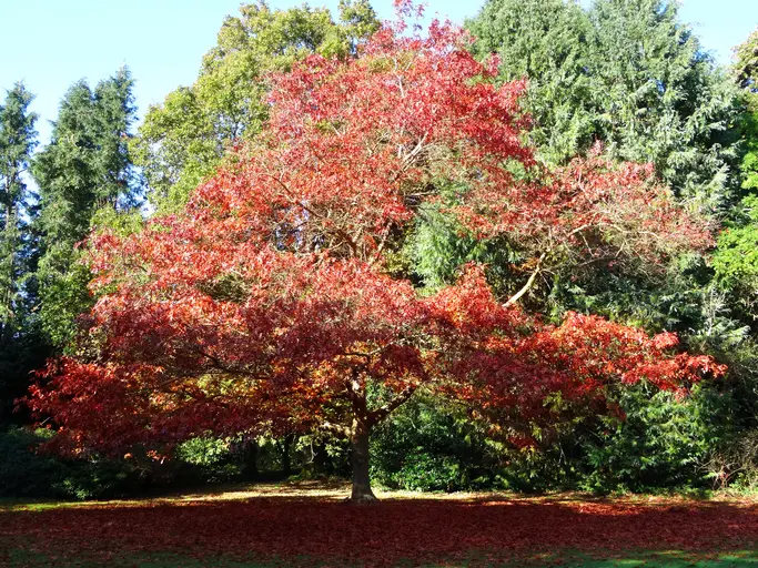 Photo showing a large American red oak tree pictured in the fall against a sunny blue sky, covered in red autumn leaves.  The Latin name for this variety of oak tree is: Quercus rubra.  A background of green evergreen foliage is provided by a row / hedge of large cypress conifers.