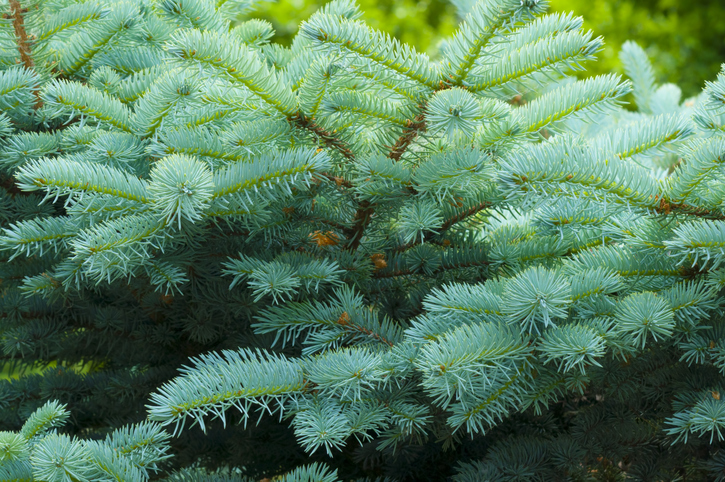 close up of a branch of a blue spruce with needles and small cones