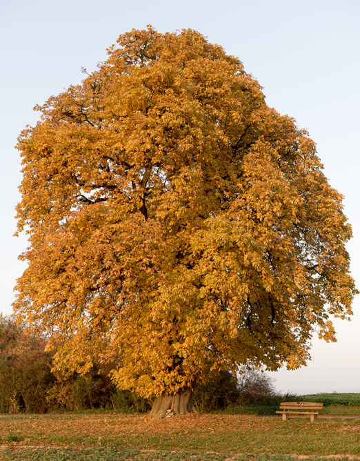 Eine Kastanie im Herbst