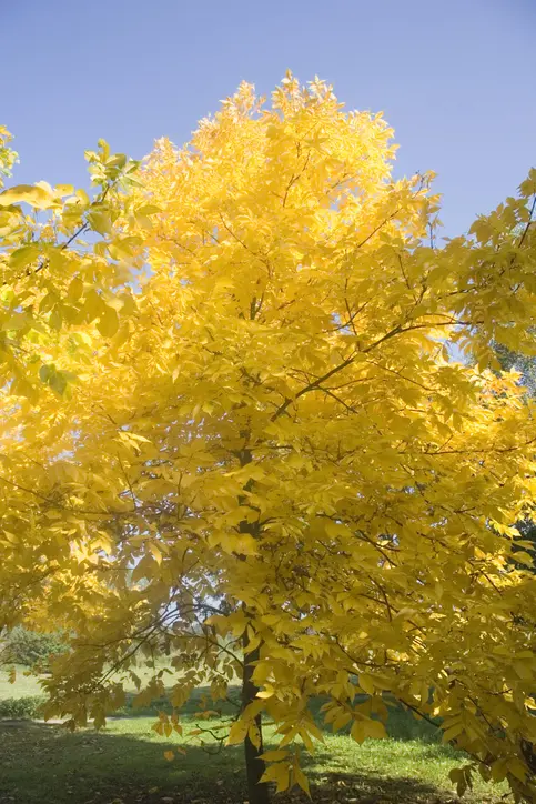 common tree of eastern North America - in autumn colors - adobe RGB