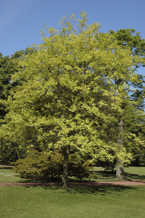 Pin oak in a park Quercus palustris