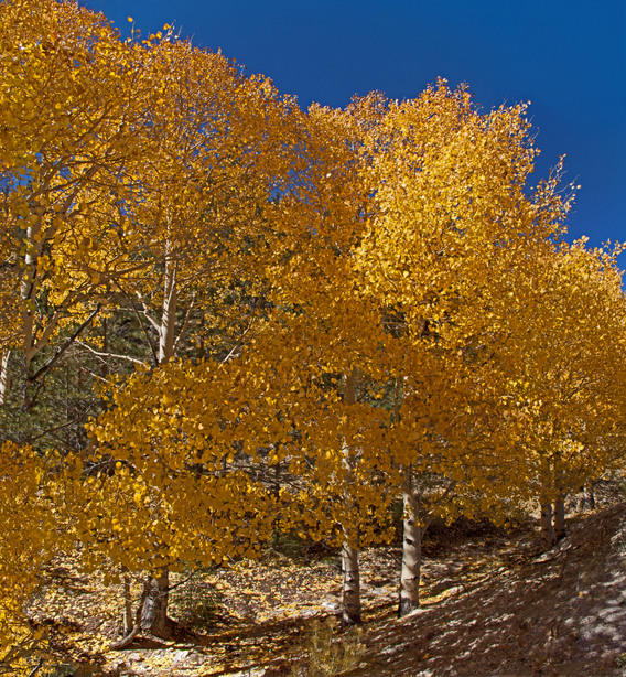 A grove of Quacking Aspen (Populus tremuloides) on The Scenic Byway, Route 12, Utah. USA