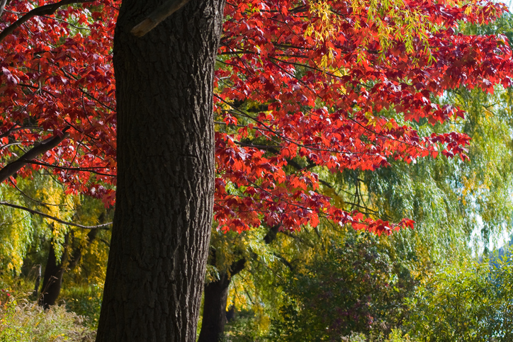 Red leafs of Canadian autumn