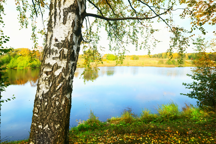 sunny forest on the shore of  lake